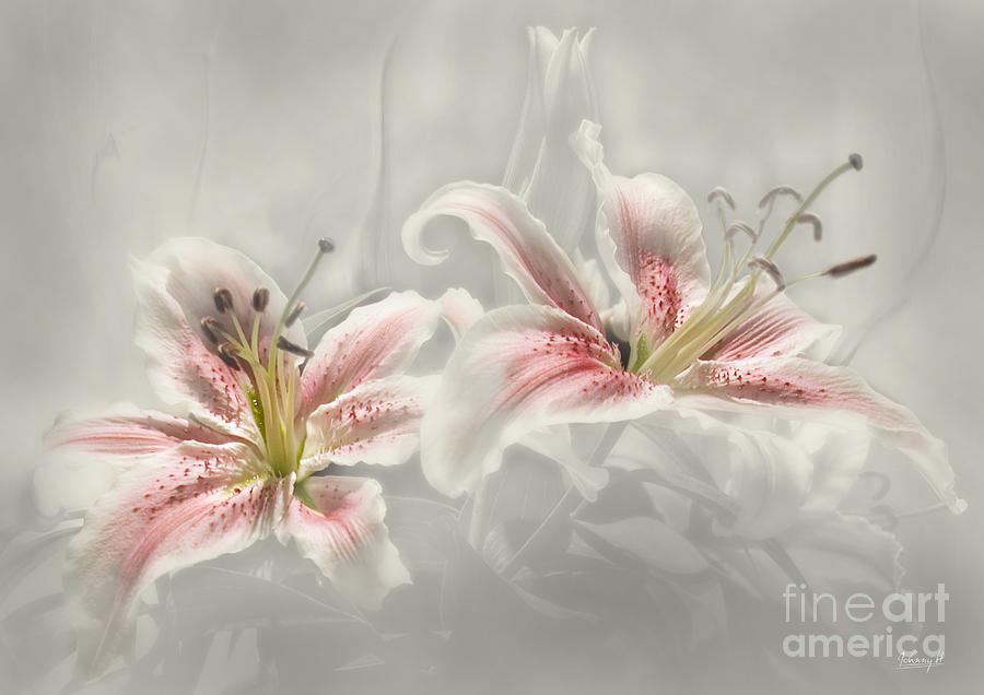 Soften lilies Digital Art by Johnny Hildingsson