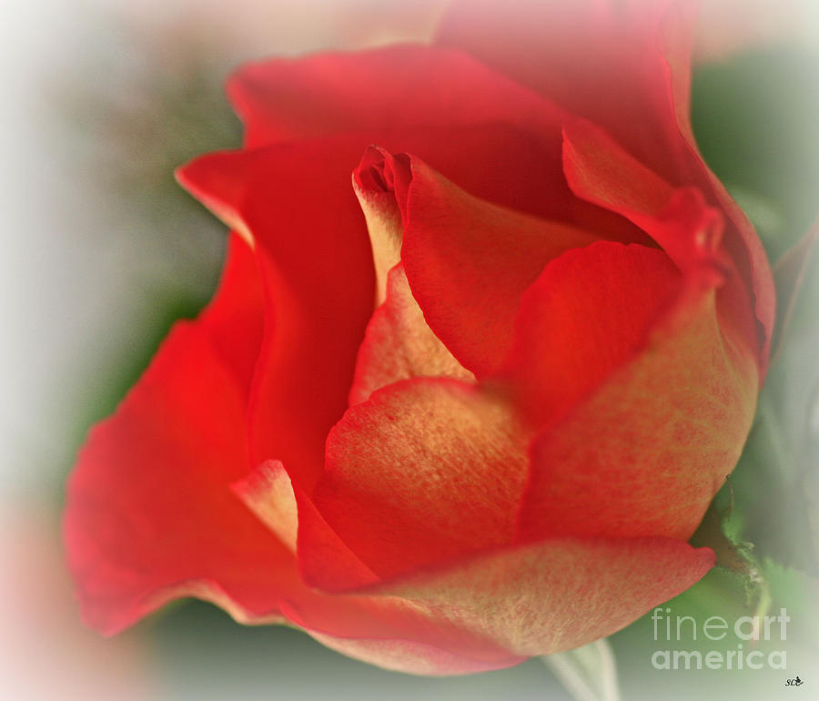 Soften Rose Photograph by Sandra Clark