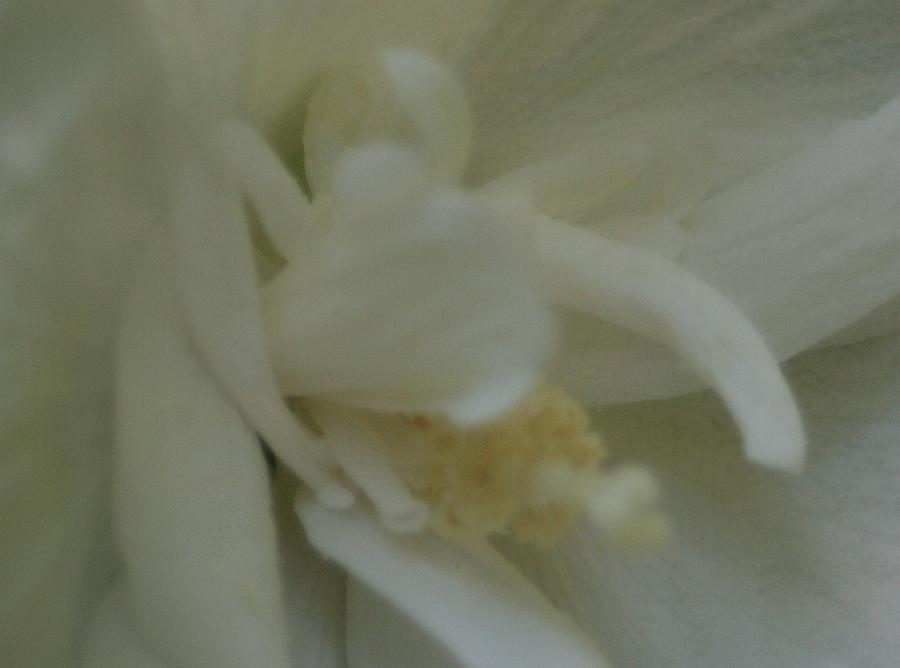 Softened White Hibiscus Photograph by Barbara S Nickerson