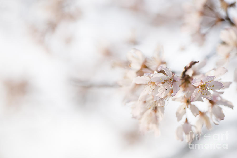 Flower Photograph - Softly Blossom by Anne Gilbert