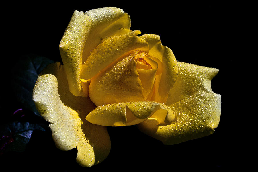 Rose Photograph - Softly by Doug Norkum