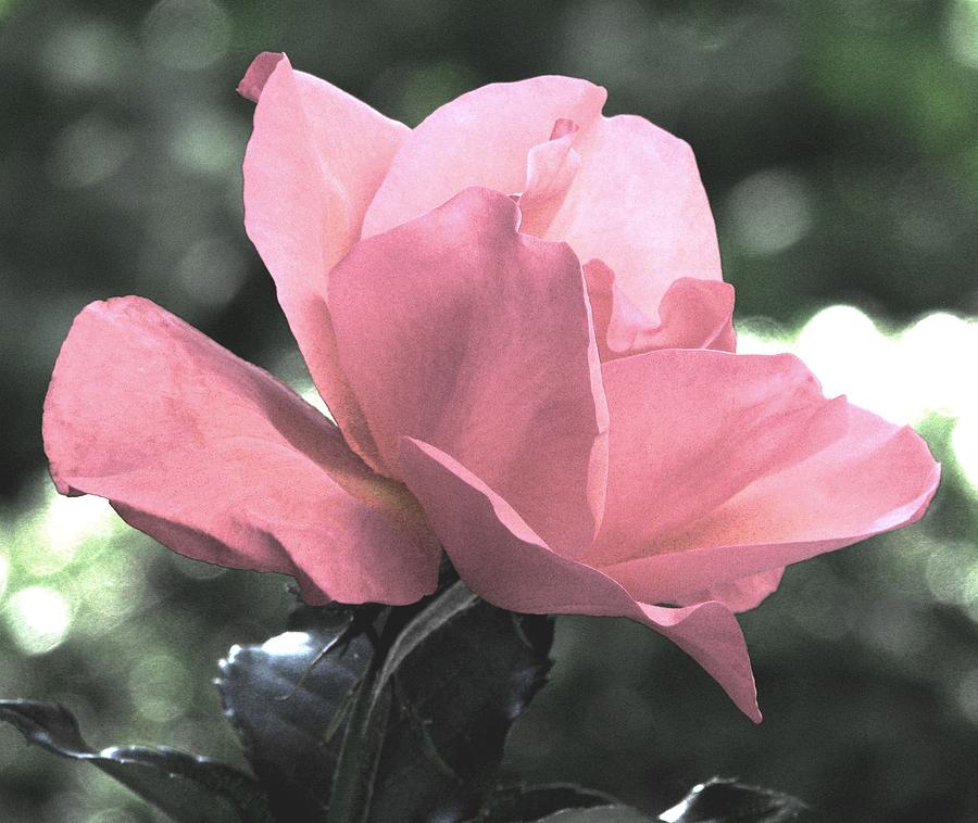 Rose Photograph - Softly In A Summer Dream by Angela Davies