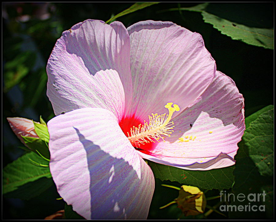 Softly in Pink - Hibiscus Photograph by Dora Sofia Caputo