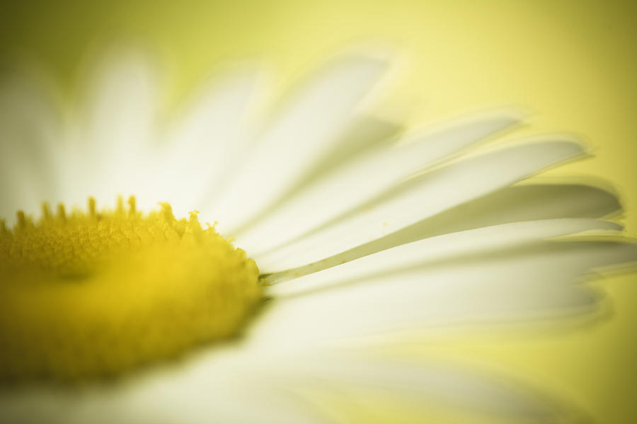 Daisy Photograph - Softly In The Wind by Shane Holsclaw
