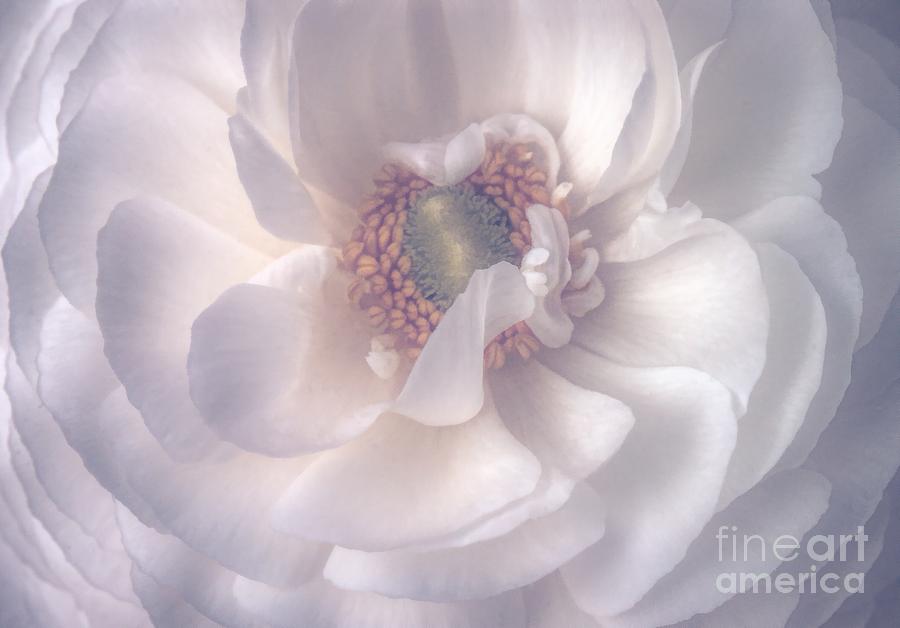Softly Photograph by Peggy Hughes
