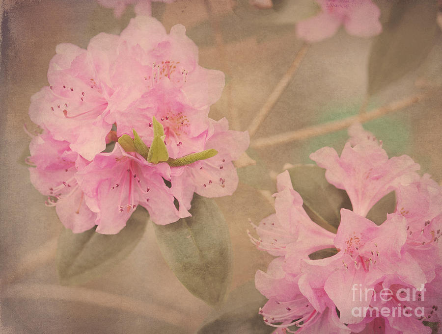 Softly Pink Photograph by Arlene Carmel