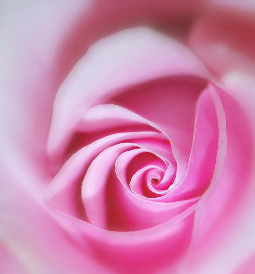Softly Pink Photograph by Carol Eade