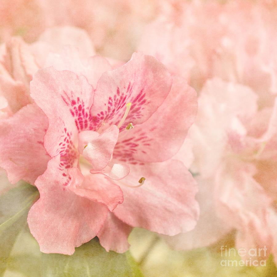 Softly Pink Photograph by Peggy Hughes