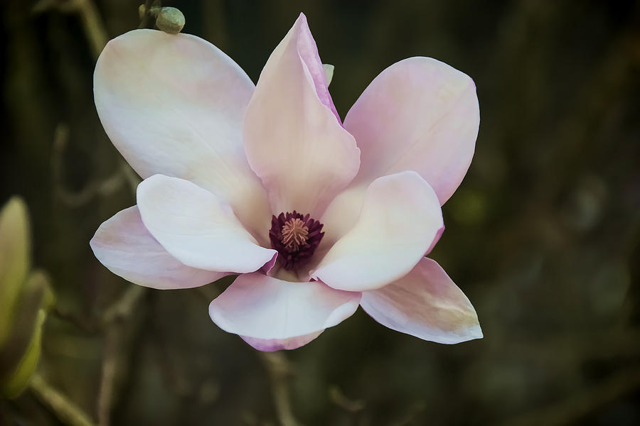Softly Pink Photograph by Penny Lisowski