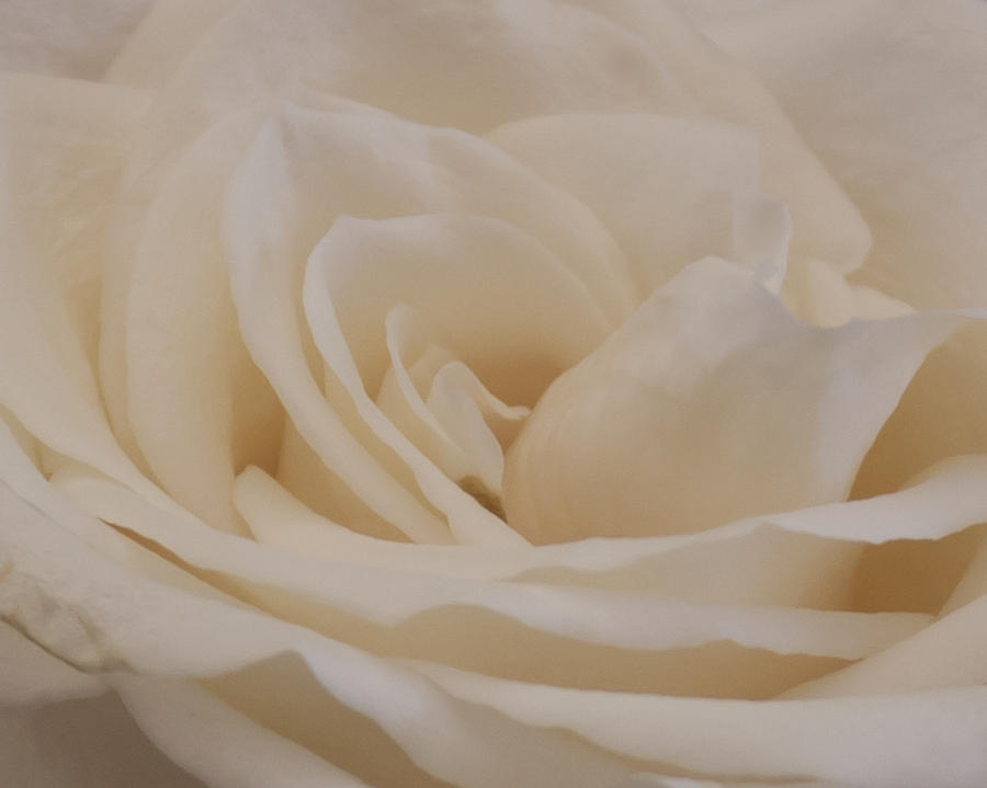 Soft Cream Rose Closeup Photograph by Sandra Foster