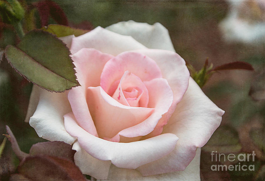 Rose Photograph - Softly Spoken by Arlene Carmel