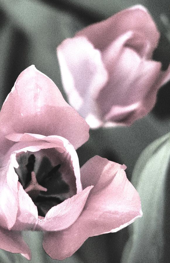 Tulip Photograph - Softly Spring Arrives by Angela Davies