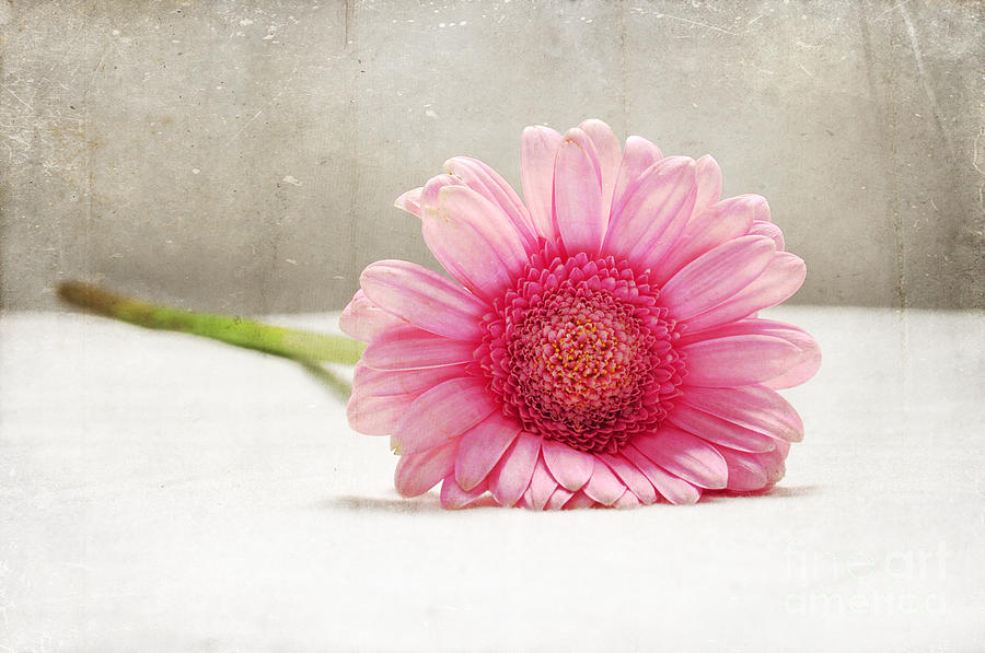 Softness in Pink Photograph by Randi Grace Nilsberg