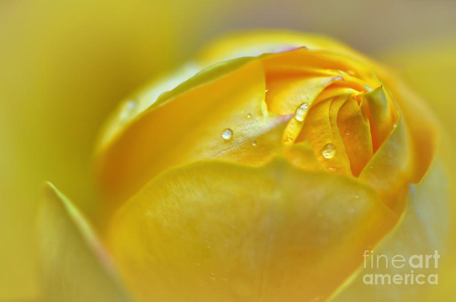 Softness Of A Miniature Rose In Yellow Photograph By Kaye Menner Fine