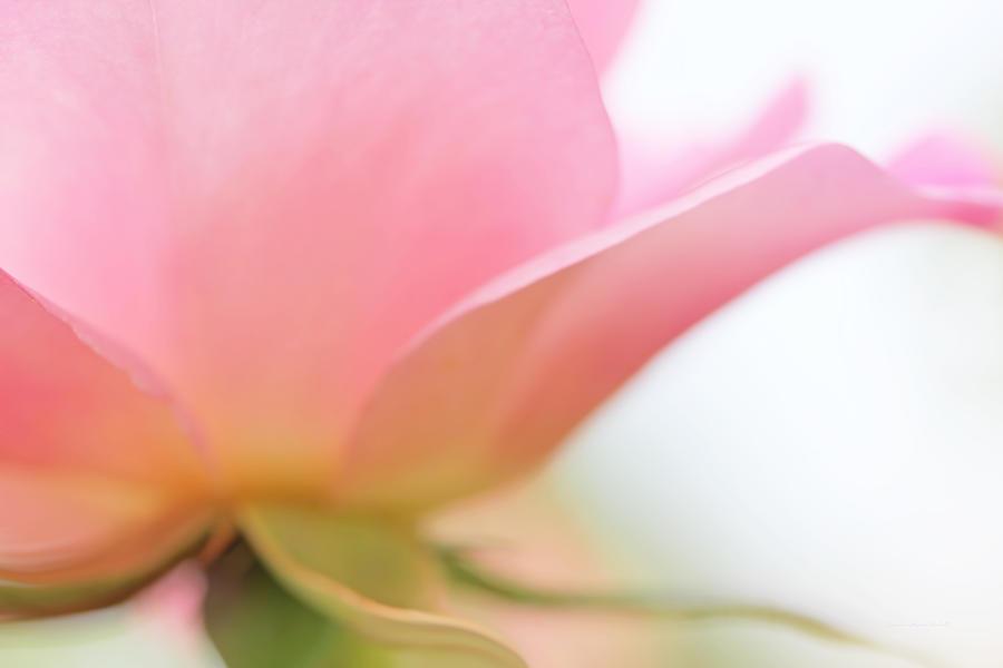 Abstract Photograph - Softness of a Pink Rose Flower by Jennie Marie Schell