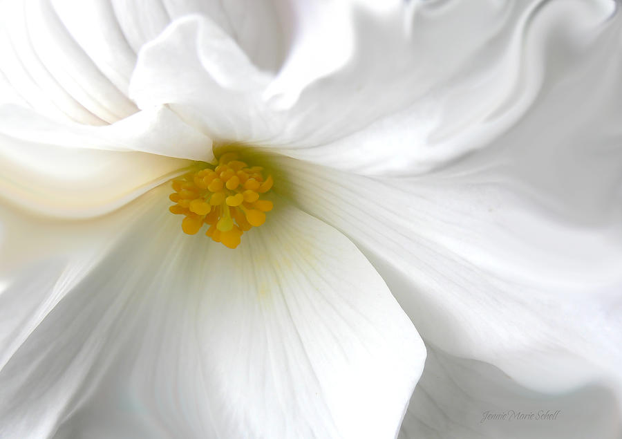 Summer Photograph - Softness of a White Begonia Flower by Jennie Marie Schell