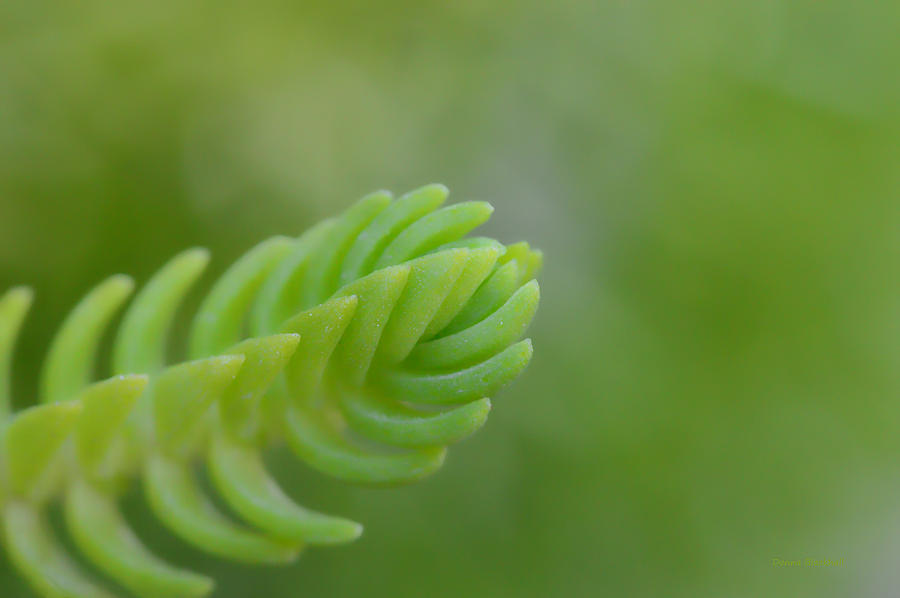 Softness Of Green Photograph by Donna Blackhall