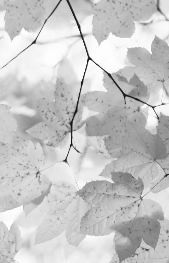 Softness of Maple Leaves Monochrome Photograph by Jennie Marie Schell