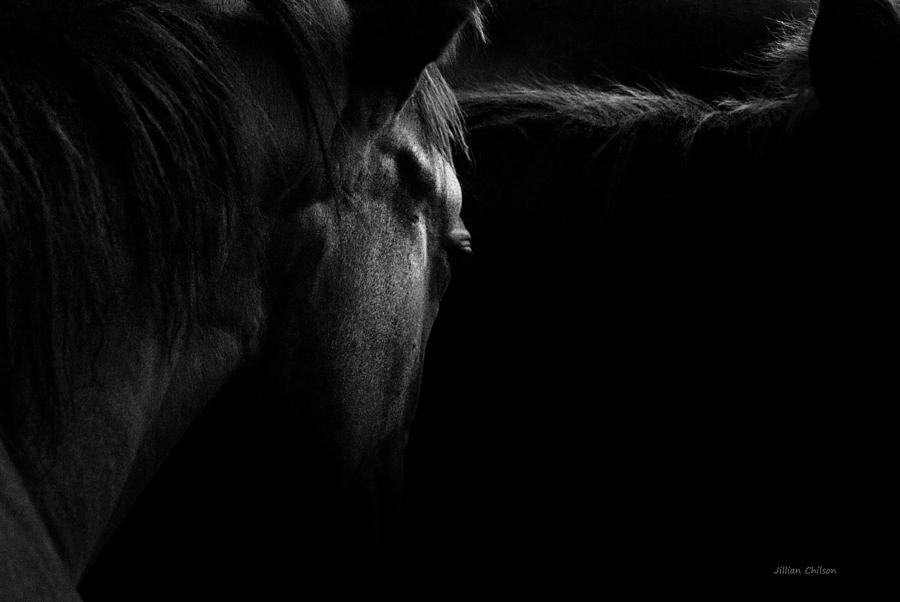 Horse Photograph - Solace in the Storm by Jillian  Chilson