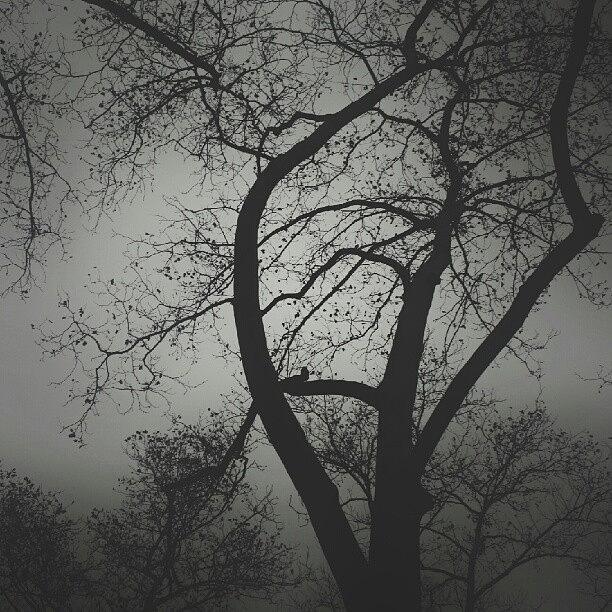 Tree Photograph - Solace by Stefanie Adami