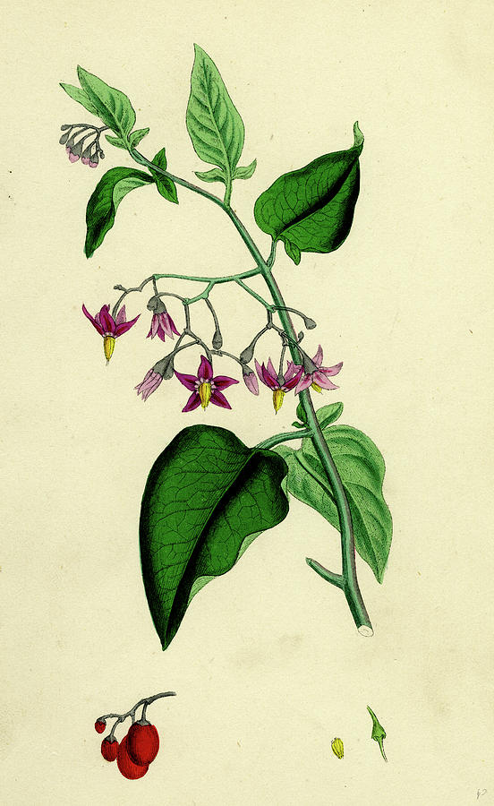 Solanum Dulcamara Woody Nightshade Drawing by English School Fine Art