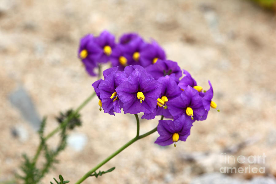 Solanum Flower Photograph by James Brunker