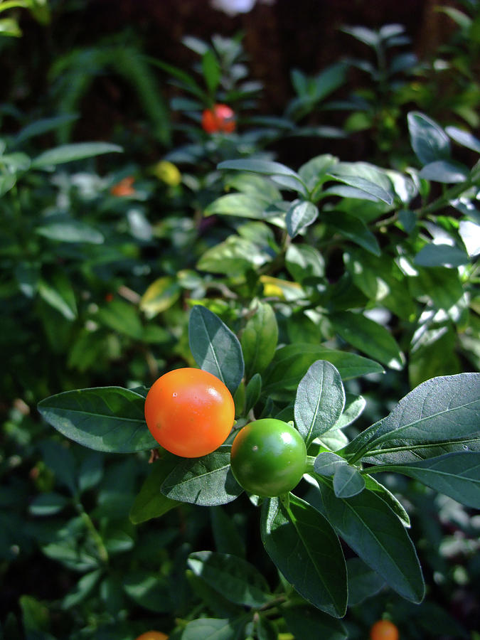 Solanum Pseudocapsicum Photograph by Yuko Yamada