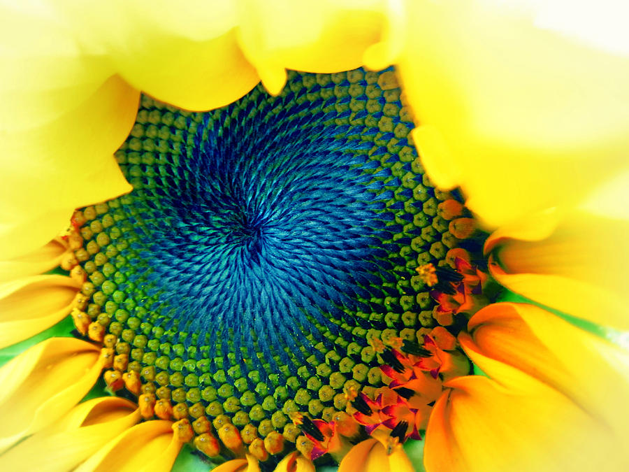 Sunflower Photograph - Solar Energy by Marianna Mills