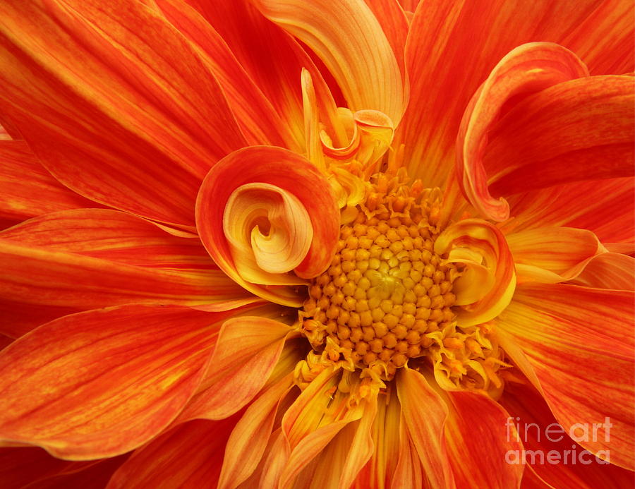 Solar Flare Photograph by Kathy Langhorn - Fine Art America