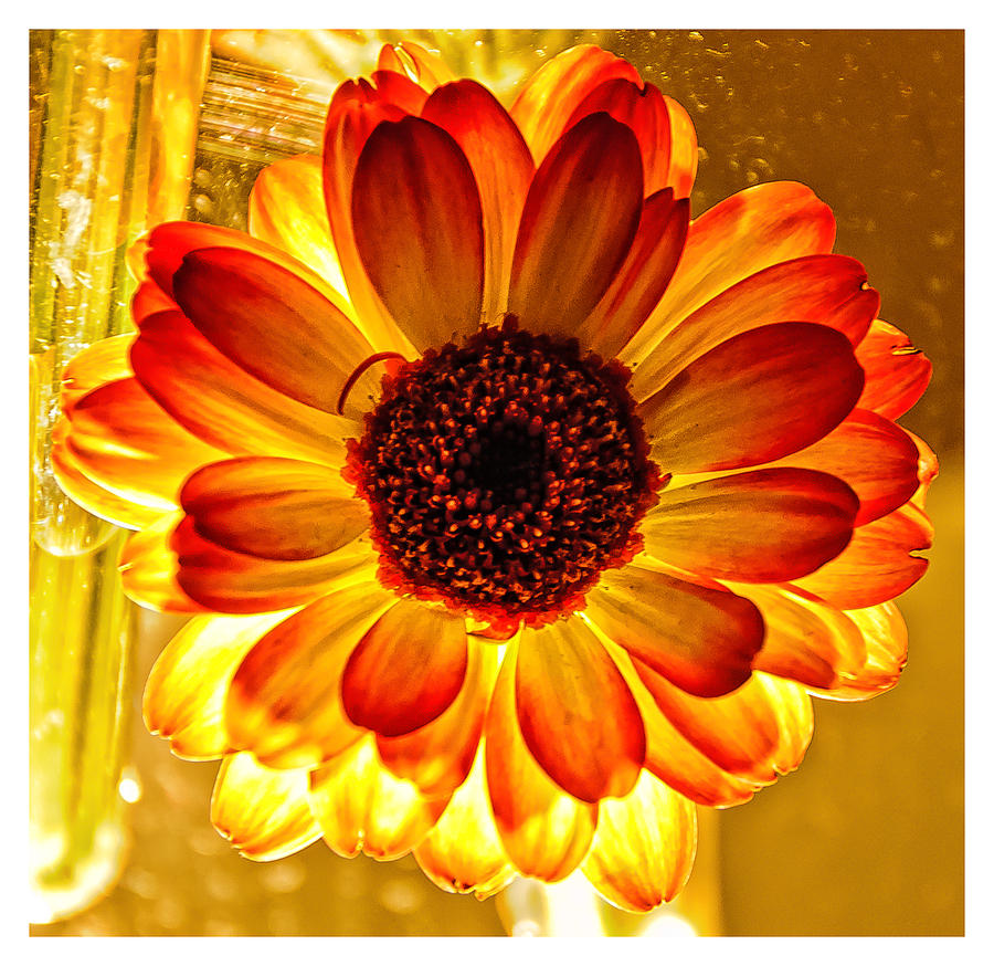 Solar Flower Photograph by Louis Dallara