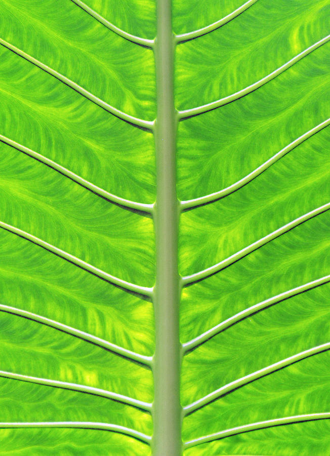 Solar panel leaf veins Photograph by David Clode