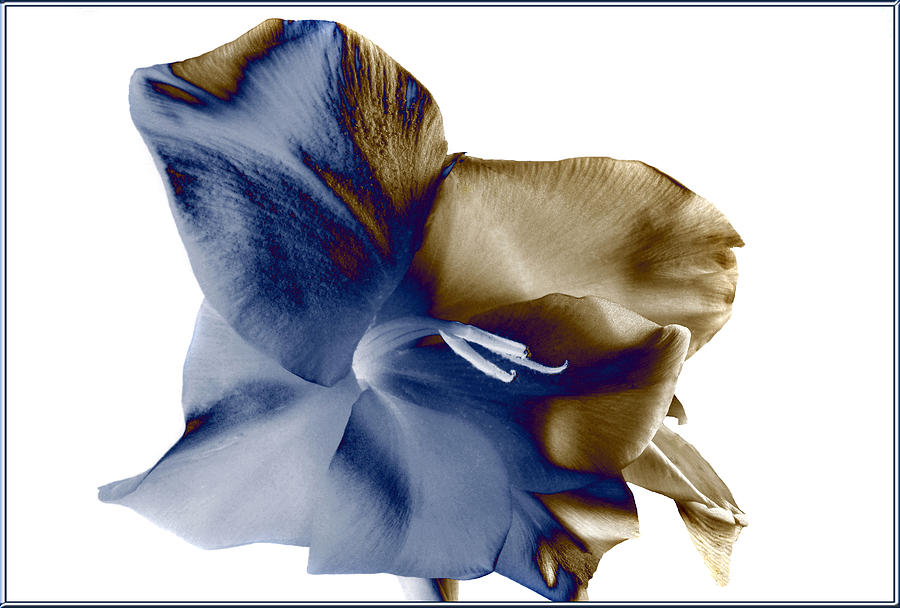 Solarization of Iris Photograph by Terence Davis