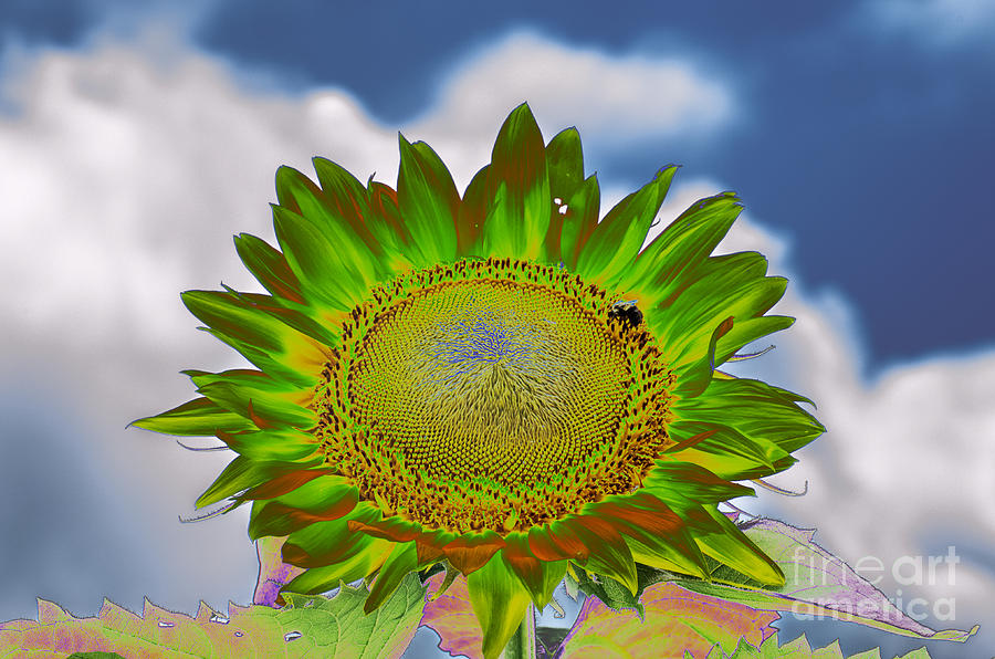 Solarize Sunflower Photograph by Donna Brown