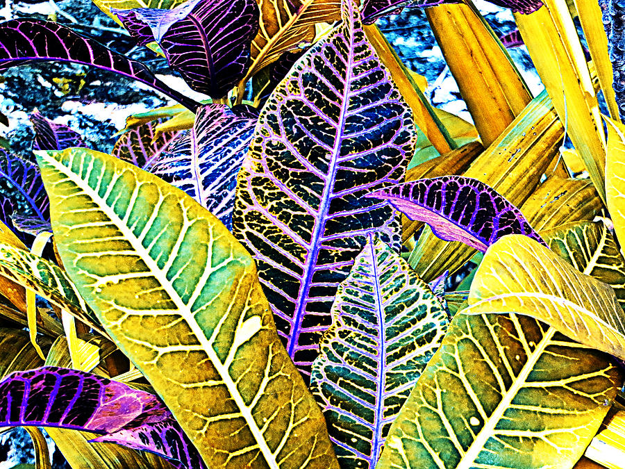 Solarized Crotons Photograph by Bill Barber