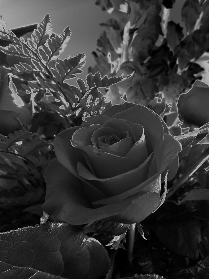 Solarized Rose Photograph by Scott Kingery