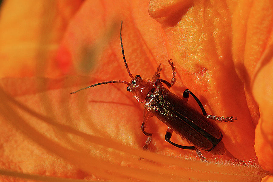 Soldier Beetle Photograph by Cindi Ressler