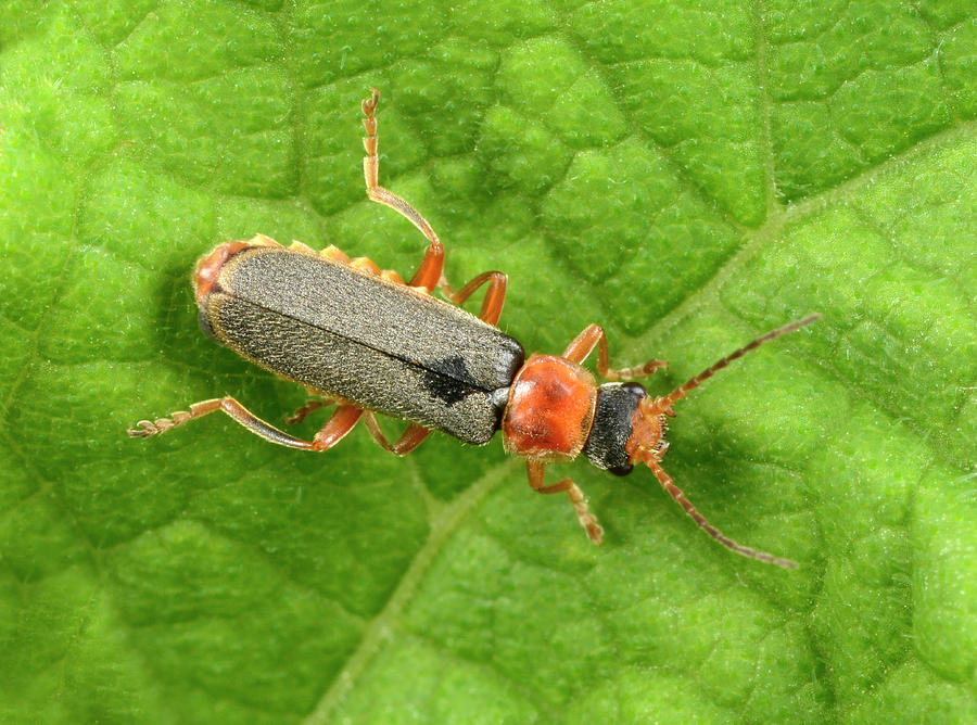 Insects Photograph - Soldier Beetle by Nigel Downer
