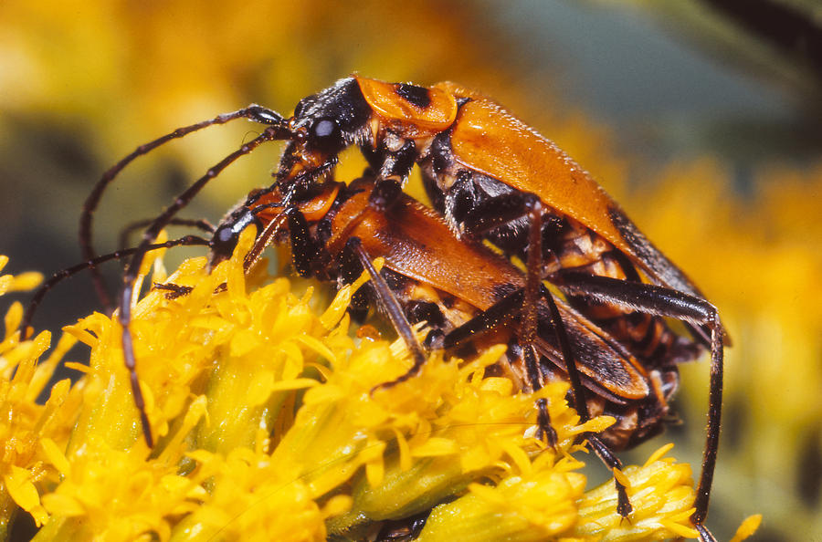 Soldier Beetles Mating Photograph by Harry Rogers