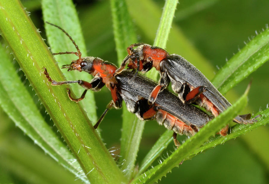 Insects Photograph - Soldier Beetles Mating by Nigel Downer