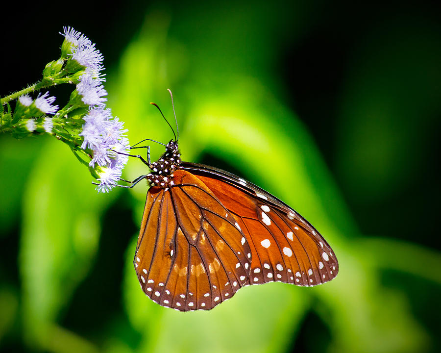 Soldier Butterfly Photograph by Mark Andrew Thomas