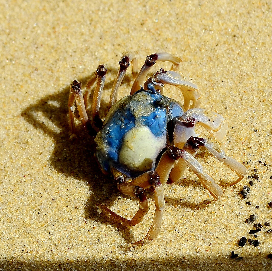 Beach Photograph - Soldier Crab by Nancy Jenks