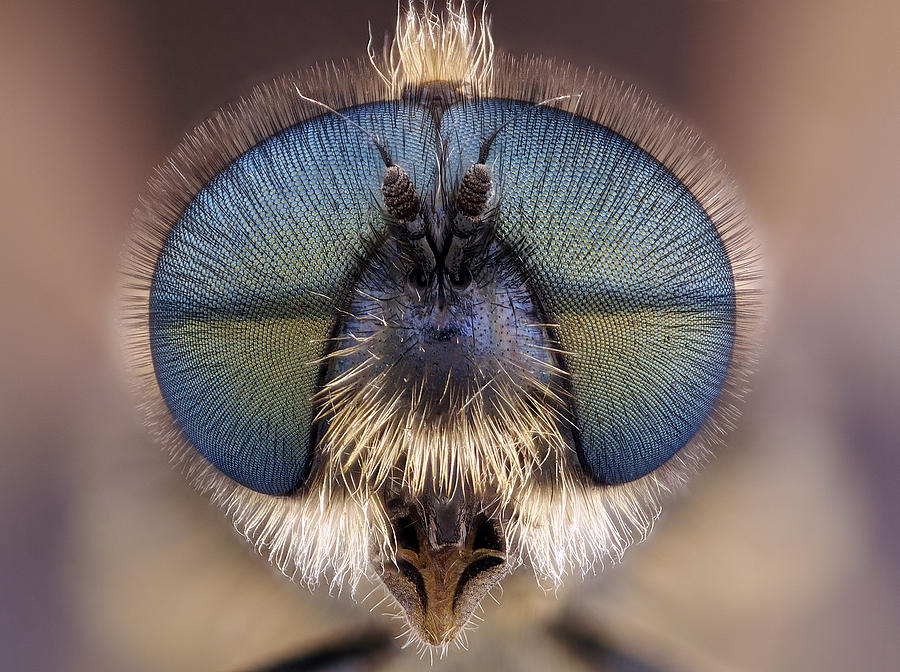 Soldier Fly (Stratiomyidae) Photograph by Lauriek