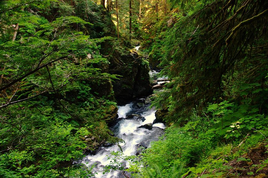 Tree Photograph - Solduc River by Jeff Swan