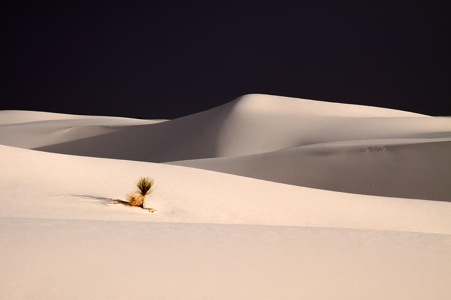 White Sands National Monument Photograph - Sole Survivor by Tom Weisbrook