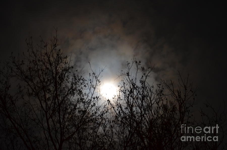 Solemn Winters Moonlight Photograph by Maria Urso