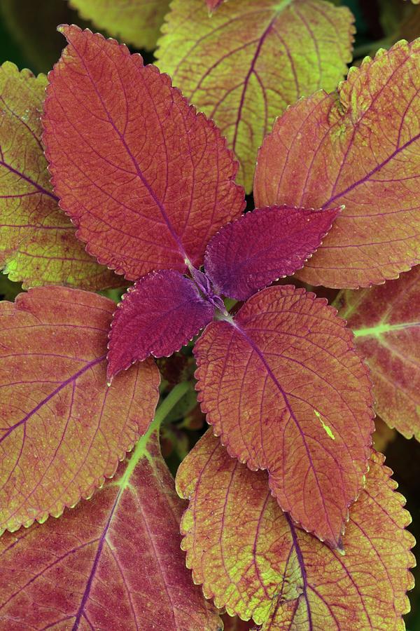 Solenostemon autumn Photograph by Geoff Kidd/science Photo Library