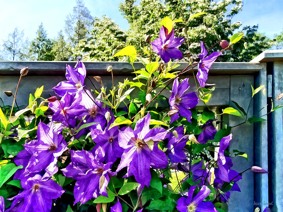 Solina Clematis on Fence Photograph by Susan Savad