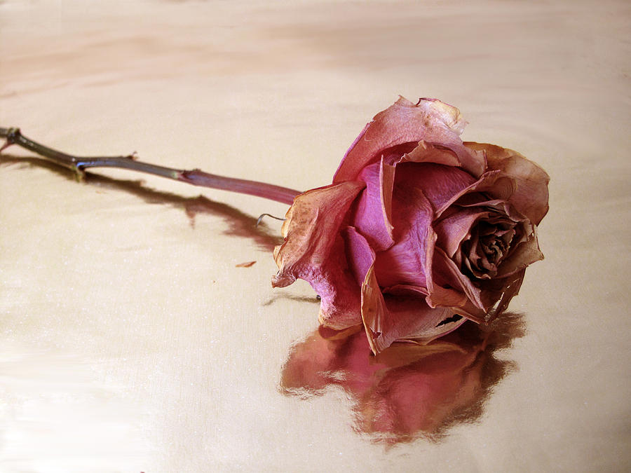 Still Life Photograph - Solitaire by Jessica Jenney