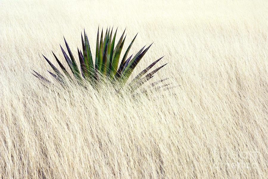 Solitary Agave Photograph by Douglas Taylor
