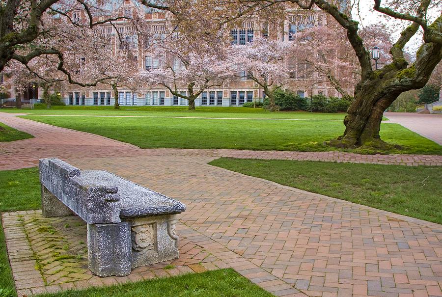 University Of Washington Photograph - Solitary Bench by Sonya Lang